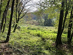 Feuchtbrache im Weltersbachtal