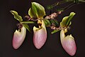 Flowers of Paphiopedilum glaucophyllum