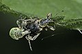 Phyllobius pomaceus mating couple