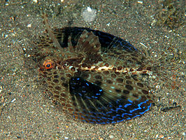 Dactyloptena gilberti