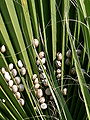 Snails in Cyprus