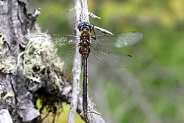 Somatochlora franklini