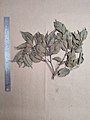 Herbarium specimen