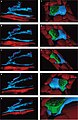 Figure 22. Rat jejunum. A-E. 3-D image reconstruction from 5 serial sections of telocytes (blue) in lamina propria: telopodes branching in a 3-D pattern. Telocyte's nucleus is colored in violet. F-J. Computer-aided volume rendering and different-angle stereoscopic views of a telocyte (blue) surrounding a nerve fiber (green) in muscularis mucosa (dark red).