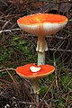 13 - Amanita muscaria?