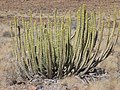 Wolfsmilch, Euphorbia ...?