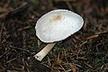 Agaricus semotus