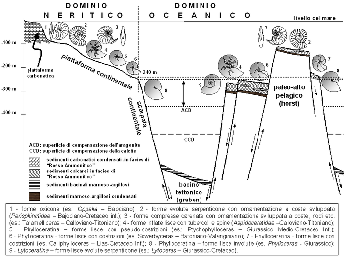 Schema che illustra le condizioni paleobatimetriche e deposizionali delle facies di Rosso Ammonitico nel Giurassico Medio-Superiore.