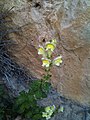 Antirrhinum latifolium