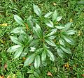 Ardisia crenata without fruit