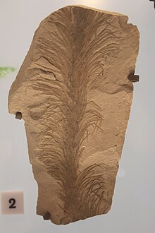 B. longifolia fossil