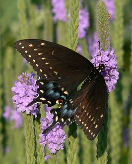 Papilio polyxenes