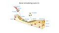 Bone regeneration - Bone remodeling cycle I - Endosteal sinus Monocyte Pre-osteoclast Osteocyte Osteoclast Macrophage Pre-osteoblast Osteoblast Bone-lining cell Osteoid New bone Old bone