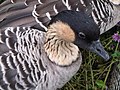 Hawaii lúd (Branta sandvicensis)