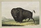 Grasender Bisonbulle, 1845