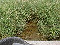 Cross Brook flowing through grasslands near its source