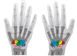 Handwortelbeentjes Proximaal: A=Os scaphoideum, B=Os lunatum, C=Os triquetrum, D=Os pisiforme Distaal: E=Os trapezium, F=Os trapezoideum, G=Os capitatum, H=Os hamatum