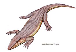 Chroniosaurus, bir Permiyen chroniosuchian