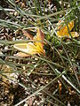 Crocus angustifolius