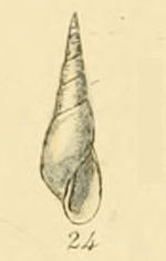 Haliella stenostoma