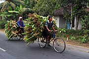 Farmers hauling corn stalks by bicycle in southeast Asia