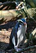 Fiordland Penguin (Eudyptes pachyrhynchus)