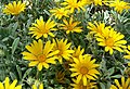 Gazania rigens 'Sun Gold'