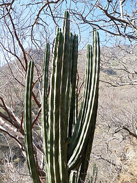 Habitat in Baranca de los Oblatos, Guadajara