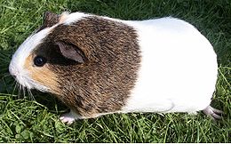 Cavia porcellus