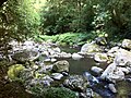 Creek in Lamington National Park