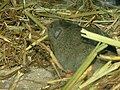 Günther's vole