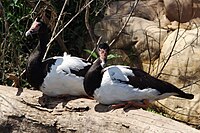 Magpie Goose