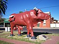 Mallee Bull, Birchip, Victoria