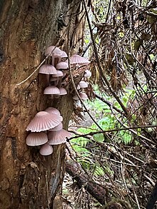 Mycena clarkeana growing on tree fuchsia