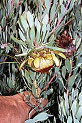 Flower of Protea pendula