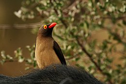 Vöröscsőrű nyűvágó (Buphagus erythrorhynchus)