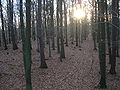 Der Haupthof im Ringwall der Schwedenschanze