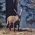 Haupter Steinbock