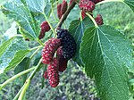 Wild_mulberry