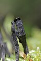 ! Xylaria hypoxylon !