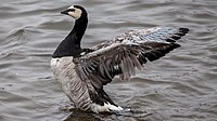 Barnacle_goose_(Branta_leucopsis)