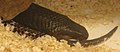 Black and white spitting cobra at the Reptile Zoo in Monroe, Washington