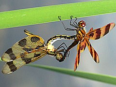 Mating wheel: female left, male right