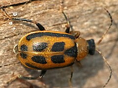 brown morph