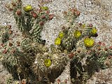 The plant flowering