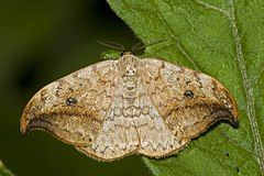 Fotografia barwna, motyl na liściu