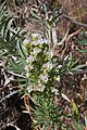 Echium brevirame