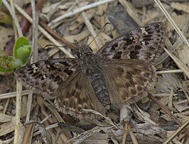 Erynnis martialis