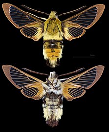 Hemaris tityus