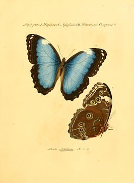 Morpho leonte